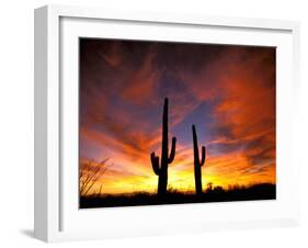 Saguaro Cactus at Sunset, Sonoran Desert, Arizona, USA-Marilyn Parver-Framed Photographic Print