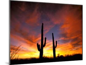Saguaro Cactus at Sunset, Sonoran Desert, Arizona, USA-Marilyn Parver-Mounted Photographic Print
