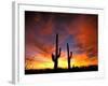 Saguaro Cactus at Sunset, Sonoran Desert, Arizona, USA-Marilyn Parver-Framed Photographic Print