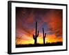 Saguaro Cactus at Sunset, Sonoran Desert, Arizona, USA-Marilyn Parver-Framed Photographic Print