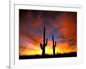 Saguaro Cactus at Sunset, Sonoran Desert, Arizona, USA-Marilyn Parver-Framed Photographic Print