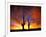 Saguaro Cactus at Sunset, Sonoran Desert, Arizona, USA-Marilyn Parver-Framed Photographic Print