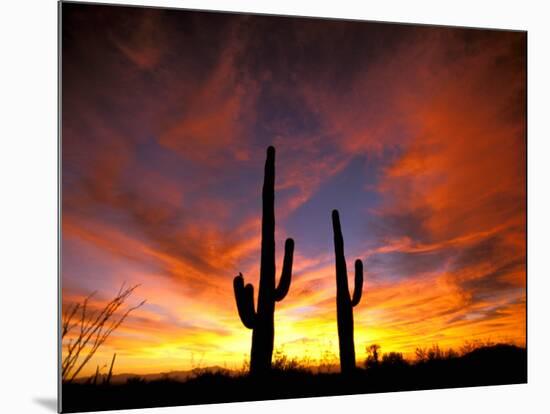 Saguaro Cactus at Sunset, Sonoran Desert, Arizona, USA-Marilyn Parver-Mounted Photographic Print