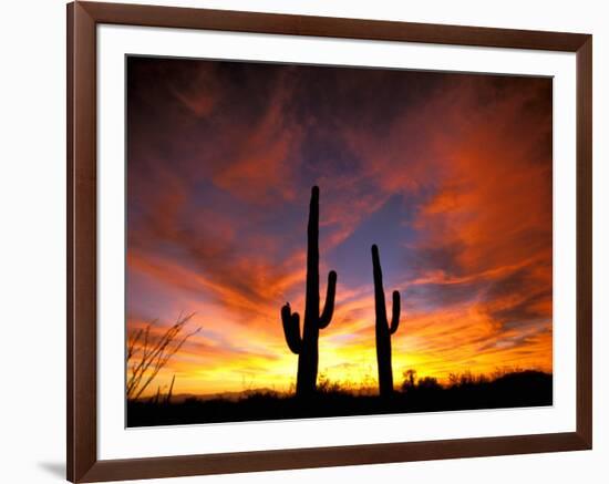 Saguaro Cactus at Sunset, Sonoran Desert, Arizona, USA-Marilyn Parver-Framed Photographic Print