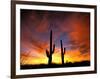 Saguaro Cactus at Sunset, Sonoran Desert, Arizona, USA-Marilyn Parver-Framed Photographic Print