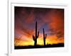 Saguaro Cactus at Sunset, Sonoran Desert, Arizona, USA-Marilyn Parver-Framed Photographic Print
