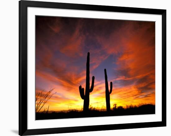 Saguaro Cactus at Sunset, Sonoran Desert, Arizona, USA-Marilyn Parver-Framed Photographic Print