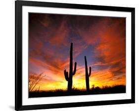 Saguaro Cactus at Sunset, Sonoran Desert, Arizona, USA-Marilyn Parver-Framed Photographic Print