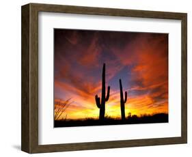 Saguaro Cactus at Sunset, Sonoran Desert, Arizona, USA-Marilyn Parver-Framed Photographic Print