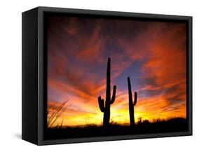 Saguaro Cactus at Sunset, Sonoran Desert, Arizona, USA-Marilyn Parver-Framed Stretched Canvas