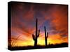 Saguaro Cactus at Sunset, Sonoran Desert, Arizona, USA-Marilyn Parver-Stretched Canvas