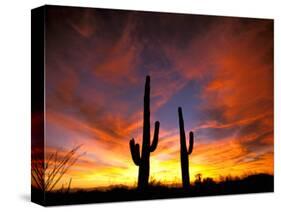 Saguaro Cactus at Sunset, Sonoran Desert, Arizona, USA-Marilyn Parver-Stretched Canvas