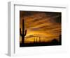 Saguaro Cactus at Sunset, Sonoran Desert, Arizona, USA-Marilyn Parver-Framed Photographic Print