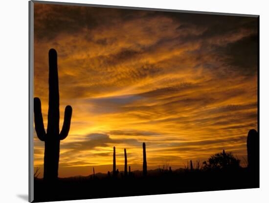 Saguaro Cactus at Sunset, Sonoran Desert, Arizona, USA-Marilyn Parver-Mounted Photographic Print