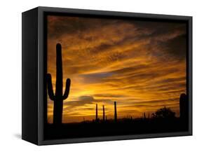 Saguaro Cactus at Sunset, Sonoran Desert, Arizona, USA-Marilyn Parver-Framed Stretched Canvas