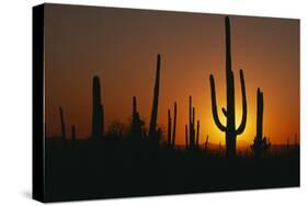 Saguaro Cactus at Sunset-DLILLC-Stretched Canvas