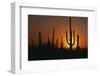Saguaro Cactus at Sunset-DLILLC-Framed Photographic Print