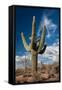 Saguaro Cactus Await Monsoon-raphoto-Framed Stretched Canvas