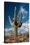 Saguaro Cactus Await Monsoon-raphoto-Stretched Canvas