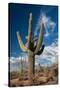 Saguaro Cactus Await Monsoon-raphoto-Stretched Canvas