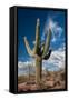 Saguaro Cactus Await Monsoon-raphoto-Framed Stretched Canvas