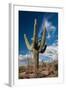 Saguaro Cactus Await Monsoon-raphoto-Framed Photographic Print