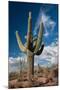 Saguaro Cactus Await Monsoon-raphoto-Mounted Photographic Print