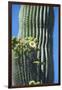 Saguaro cactus blooms, Arizona, USA-Anna Miller-Framed Photographic Print