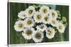 Saguaro Cactus Blossoms-null-Stretched Canvas