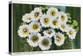 Saguaro Cactus Blossoms-null-Stretched Canvas