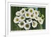 Saguaro Cactus Blossoms-null-Framed Premium Giclee Print