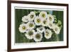 Saguaro Cactus Blossoms-null-Framed Premium Giclee Print