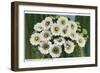 Saguaro Cactus Blossoms-null-Framed Art Print