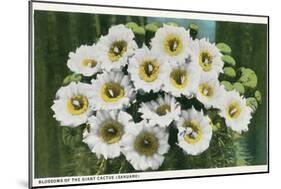 Saguaro Cactus Blossoms-null-Mounted Art Print