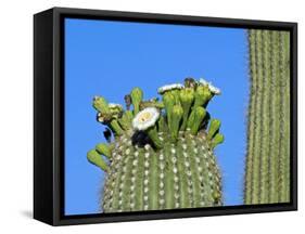 Saguaro Cactus Buds and Flowers in Bloom, Organ Pipe Cactus National Monument, Arizona, USA-Philippe Clement-Framed Stretched Canvas