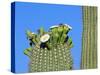 Saguaro Cactus Buds and Flowers in Bloom, Organ Pipe Cactus National Monument, Arizona, USA-Philippe Clement-Stretched Canvas