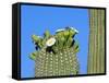 Saguaro Cactus Buds and Flowers in Bloom, Organ Pipe Cactus National Monument, Arizona, USA-Philippe Clement-Framed Stretched Canvas