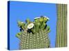 Saguaro Cactus Buds and Flowers in Bloom, Organ Pipe Cactus National Monument, Arizona, USA-Philippe Clement-Stretched Canvas