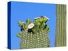 Saguaro Cactus Buds and Flowers in Bloom, Organ Pipe Cactus National Monument, Arizona, USA-Philippe Clement-Stretched Canvas