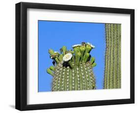 Saguaro Cactus Buds and Flowers in Bloom, Organ Pipe Cactus National Monument, Arizona, USA-Philippe Clement-Framed Photographic Print