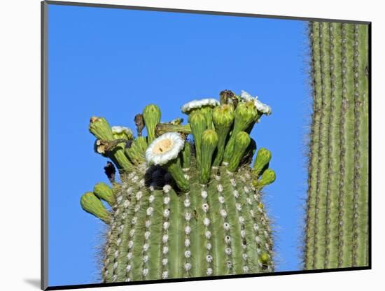 Saguaro Cactus Buds and Flowers in Bloom, Organ Pipe Cactus National Monument, Arizona, USA-Philippe Clement-Mounted Photographic Print