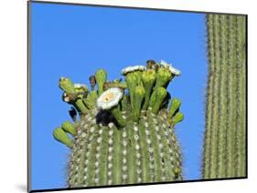 Saguaro Cactus Buds and Flowers in Bloom, Organ Pipe Cactus National Monument, Arizona, USA-Philippe Clement-Mounted Photographic Print