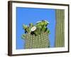 Saguaro Cactus Buds and Flowers in Bloom, Organ Pipe Cactus National Monument, Arizona, USA-Philippe Clement-Framed Photographic Print