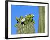 Saguaro Cactus Buds and Flowers in Bloom, Organ Pipe Cactus National Monument, Arizona, USA-Philippe Clement-Framed Photographic Print