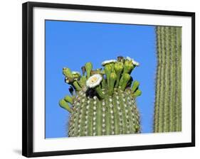 Saguaro Cactus Buds and Flowers in Bloom, Organ Pipe Cactus National Monument, Arizona, USA-Philippe Clement-Framed Photographic Print