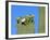 Saguaro Cactus Buds and Flowers in Bloom, Organ Pipe Cactus National Monument, Arizona, USA-Philippe Clement-Framed Photographic Print