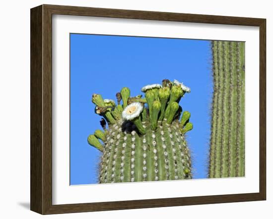 Saguaro Cactus Buds and Flowers in Bloom, Organ Pipe Cactus National Monument, Arizona, USA-Philippe Clement-Framed Photographic Print