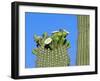 Saguaro Cactus Buds and Flowers in Bloom, Organ Pipe Cactus National Monument, Arizona, USA-Philippe Clement-Framed Photographic Print