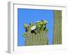 Saguaro Cactus Buds and Flowers in Bloom, Organ Pipe Cactus National Monument, Arizona, USA-Philippe Clement-Framed Photographic Print