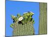 Saguaro Cactus Buds and Flowers in Bloom, Organ Pipe Cactus National Monument, Arizona, USA-Philippe Clement-Mounted Photographic Print